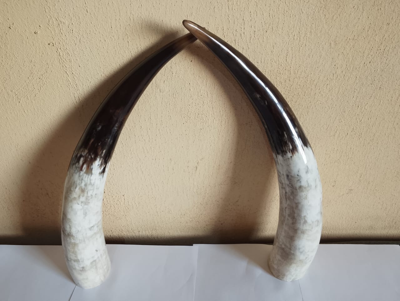 Jaspin Cow Horns